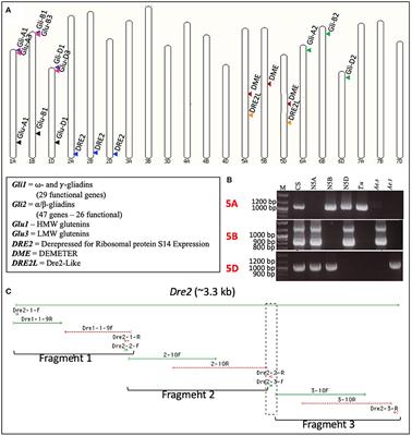 Targeting Induced Local Lesions in the Wheat DEMETER and DRE2 Genes, Responsible for Transcriptional Derepression of Wheat Gluten Proteins in the Developing Endosperm